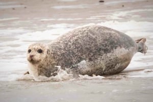 Amsterdam: Half-Day Seal Safari at Waddensea UNESCO Site