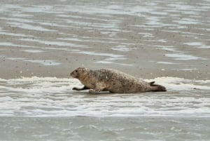 Amsterdam: Half-Day Seal Safari at Waddensea UNESCO Site