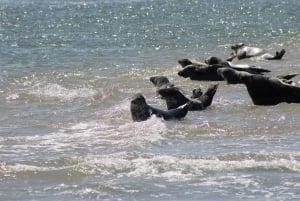 Amsterdam: Half-Day Seal Safari at Waddensea UNESCO Site