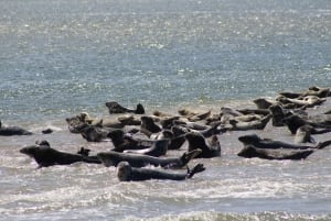 Amsterdam: Half-Day Seal Safari at Waddensea UNESCO Site