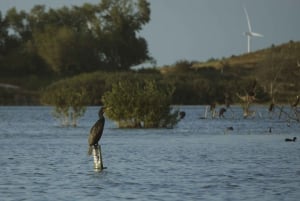 Amsterdam: Hidden Gem Nature & Wildlife Expedition