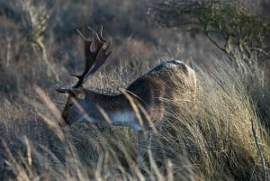 Amsterdam: Hidden Gem Nature & Wildlife Expedition