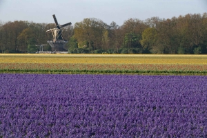 Амстердам: экскурсия в Кекенхоф и на Парад освещенных цветов