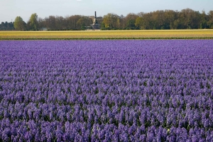 Амстердам: экскурсия в Кекенхоф и на Парад освещенных цветов