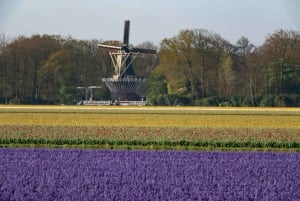 Амстердам: экскурсия в Кекенхоф и на Парад освещенных цветов