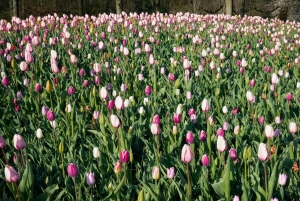 Амстердам: экскурсия в Кекенхоф и на Парад освещенных цветов