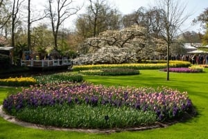 Амстердам: экскурсия в Кекенхоф и на Парад освещенных цветов