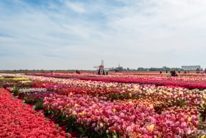 Amsterdam: Keukenhof och tulpanfält Tour Incl Hotel Pick Up