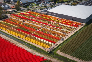Amsterdam: Keukenhof och tulpanfält Tour Incl Hotel Pick Up