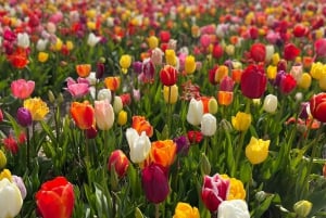 Amsterdam: Keukenhof and Tulip Fields Private Day Trip