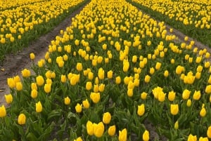 Amsterdam: Keukenhof and Tulip Fields Private Day Trip