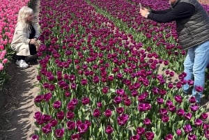 Amsterdam: Keukenhof and Tulip Fields Private Day Trip