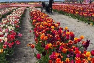 Amsterdam: Keukenhof and Tulip Fields Private Day Trip