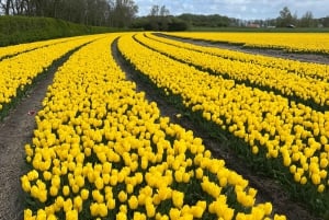 Amsterdam: Keukenhof and Tulip Fields Private Day Trip