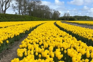 Amsterdam: Keukenhof and Tulip Fields Private Day Trip