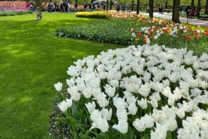 Amsterdam: Keukenhof and Tulip Fields Private Day Trip