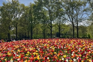 Amsterdam: Keukenhof and Tulip Fields Private Day Trip