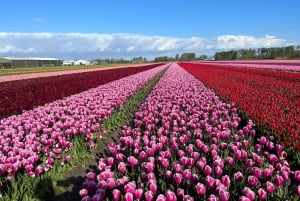 Amsterdam: Keukenhof and Tulip Fields Private Day Trip