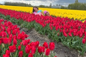 Amsterdam: Keukenhof and Tulip Fields Private Day Trip