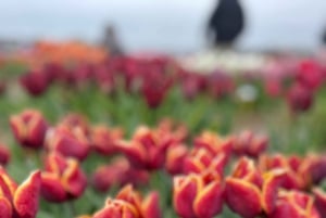 Amsterdam: Keukenhof and Tulip Fields Private Day Trip