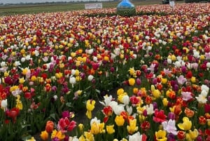 Amsterdam: Keukenhof and Tulip Fields Private Day Trip