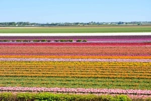 Amsterdam: Keukenhof and Zaanse Schans Live Guided Day Tour