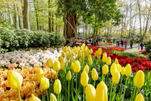 Amsterdam: Keukenhof and Zaanse Schans Live Guided Day Tour