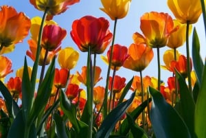 Amsterdam: Keukenhof and Zaanse Schans Live Guided Day Tour