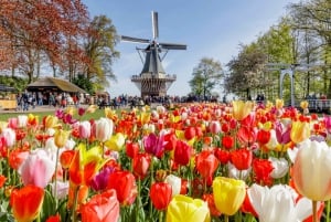 Amsterdam: Keukenhof Keukenhof & holländsk landsbygd Tur i liten grupp