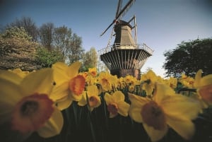 Amsterdam: Tour per piccoli gruppi del Keukenhof e della campagna olandese