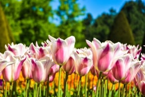 Amsterdam: Keukenhof & Hollands Platteland Tour in kleine groep