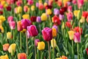 Amsterdam : Keukenhof et la campagne hollandaise en petit groupe