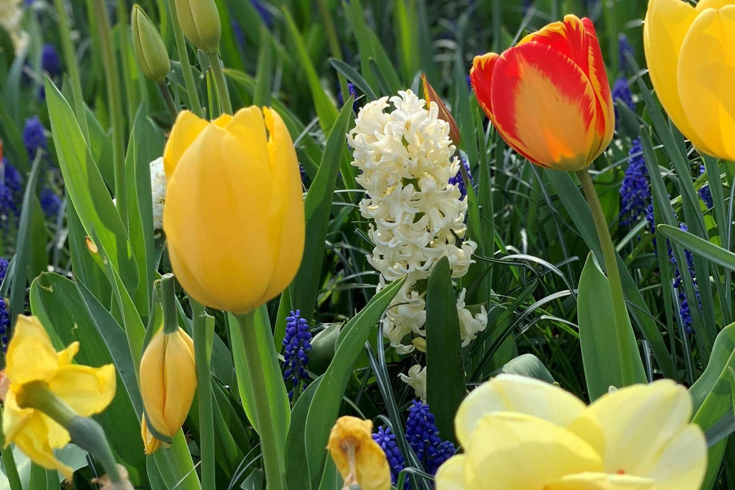 Амстердам: экскурсия по Кёкенхофу и цветочной ферме, включая билеты