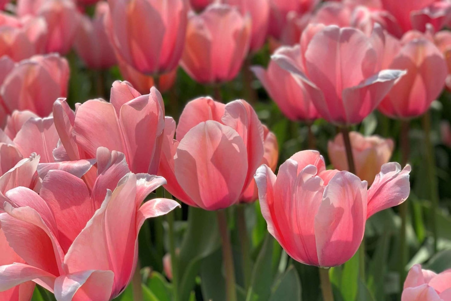 Амстердам: экскурсия по Кёкенхофу и цветочной ферме, включая билеты