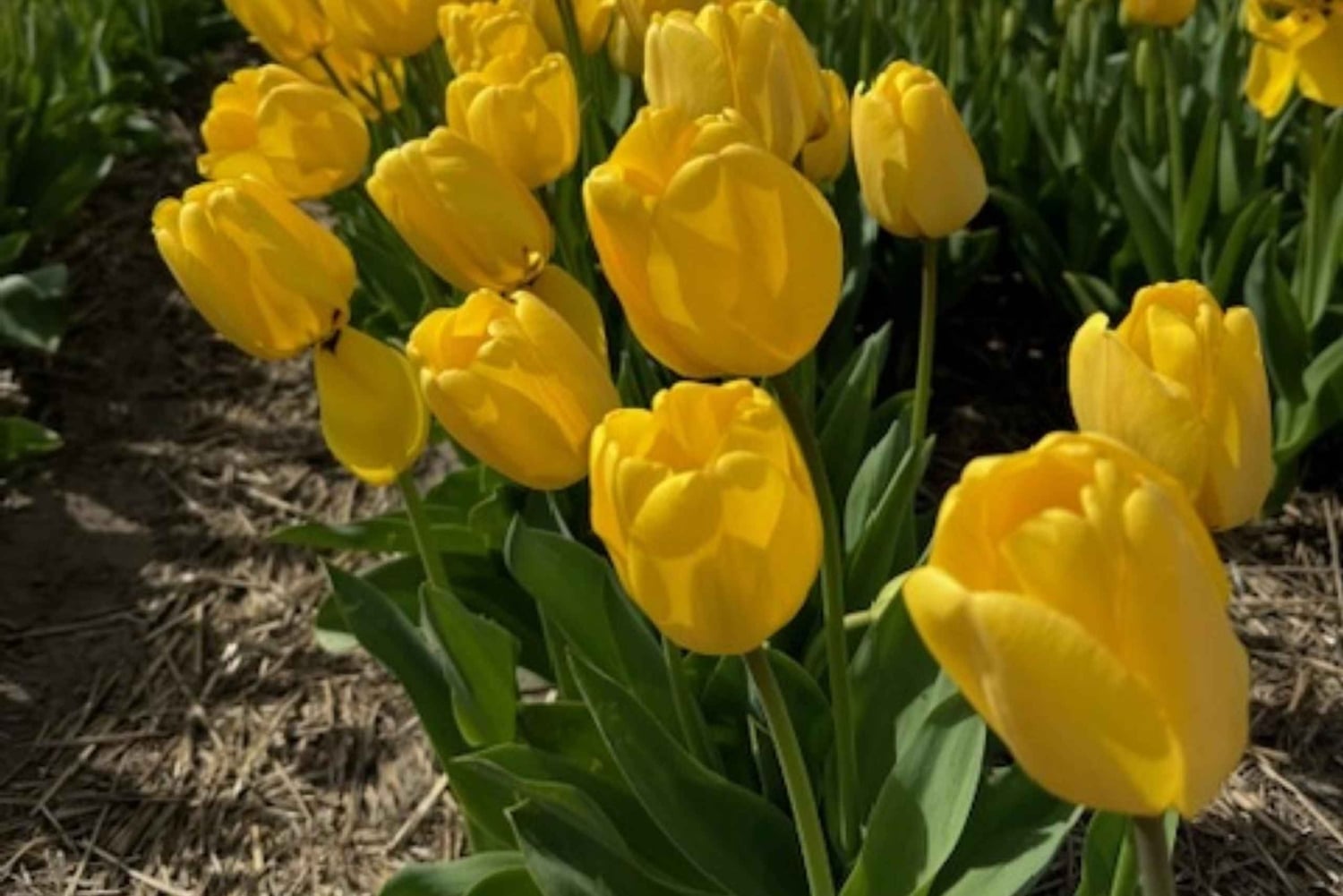 Амстердам: экскурсия по Кёкенхофу и цветочной ферме, включая билеты