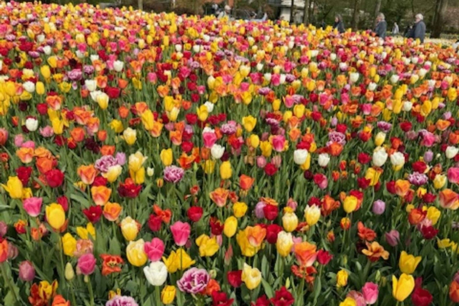 Амстердам: экскурсия по Кёкенхофу и цветочной ферме, включая билеты