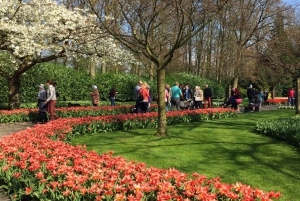 Amsterdam: Keukenhof - Flowers Field - Tulip Experience