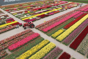 Amsterdam: Keukenhof - Flowers Field - Tulip Experience