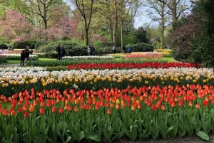 Amsterdam: Keukenhof - Flowers Field - Tulip Experience