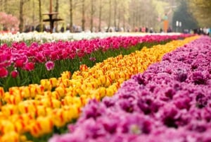 Amsterdam: Keukenhof Gardens Guided Tour Spanish and English