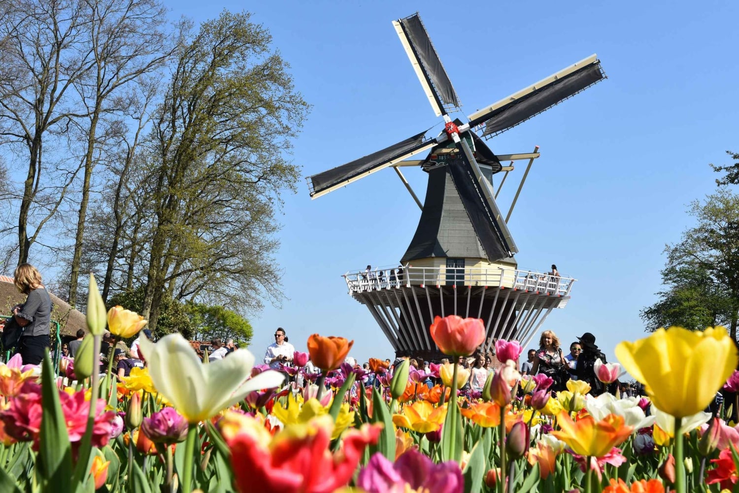 Amsterdam: półdniowa wycieczka z przewodnikiem do ogrodów Keukenhof