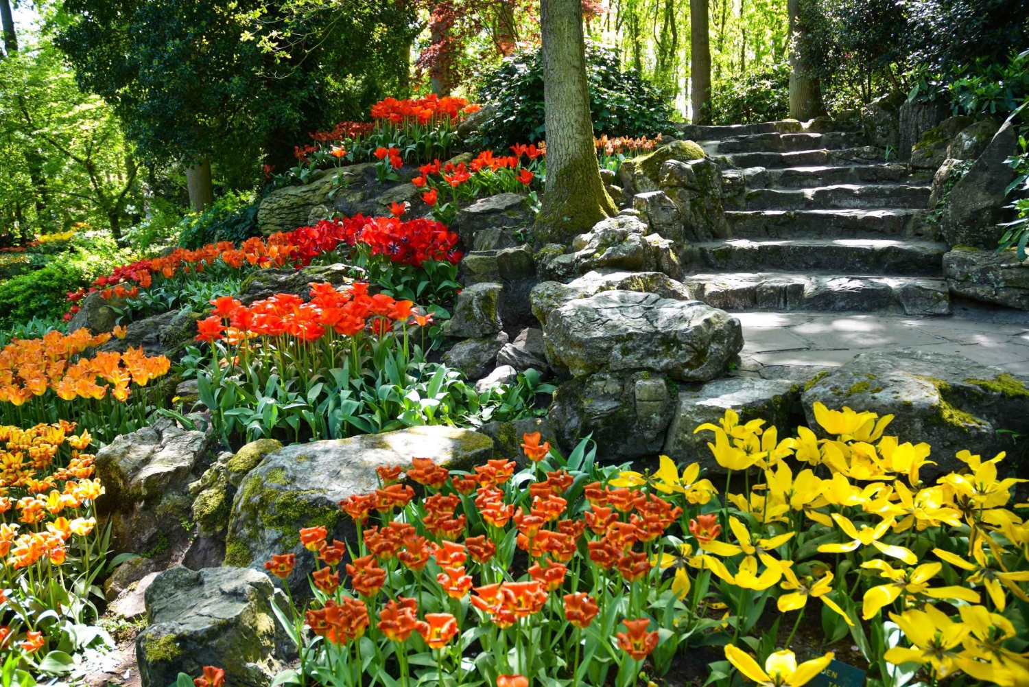 Amsterdam: półdniowa wycieczka z przewodnikiem do ogrodów Keukenhof