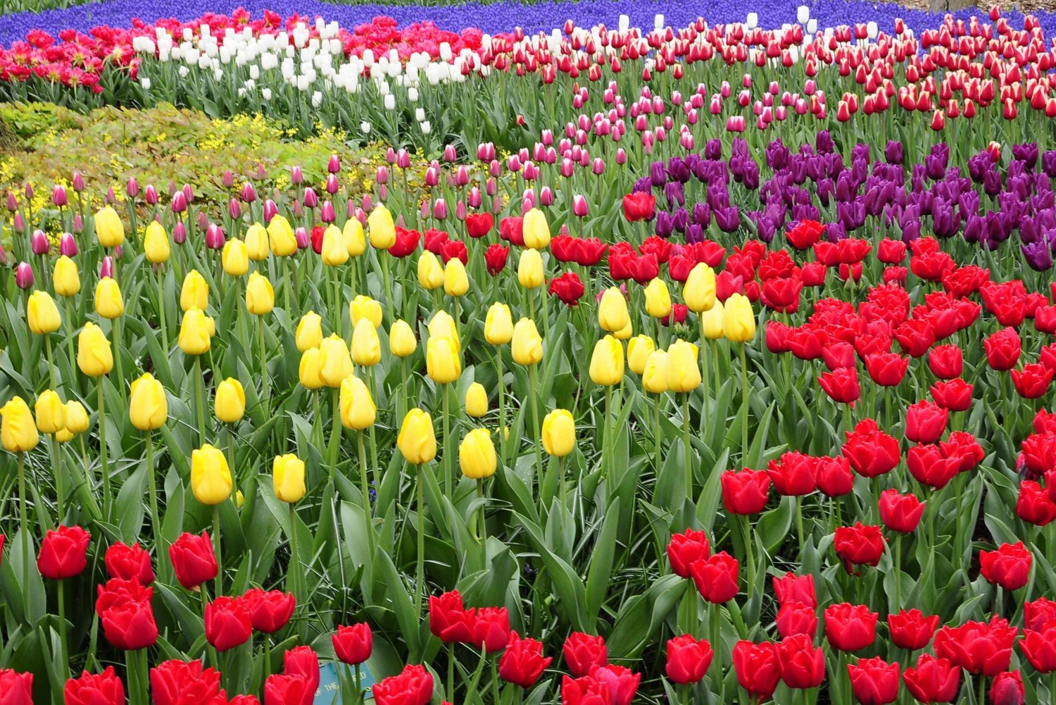 Amsterdam: Keukenhof Gardens Privat sightseeingtur