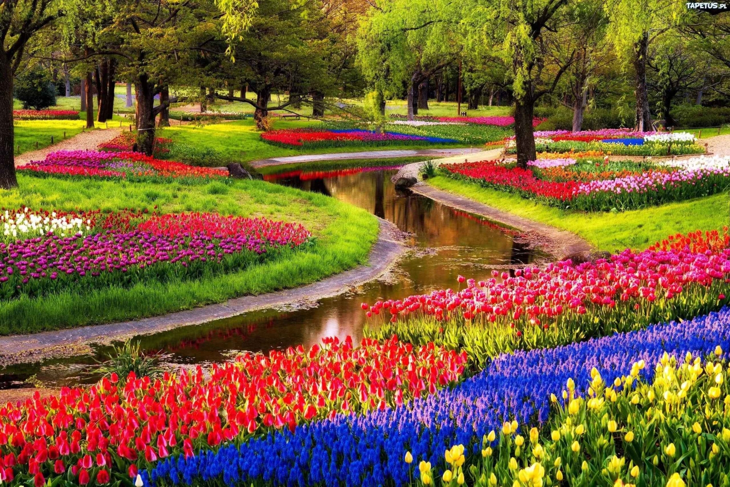 Amsterdam: Keukenhof-hagen og tulipanmarkene – privat tur