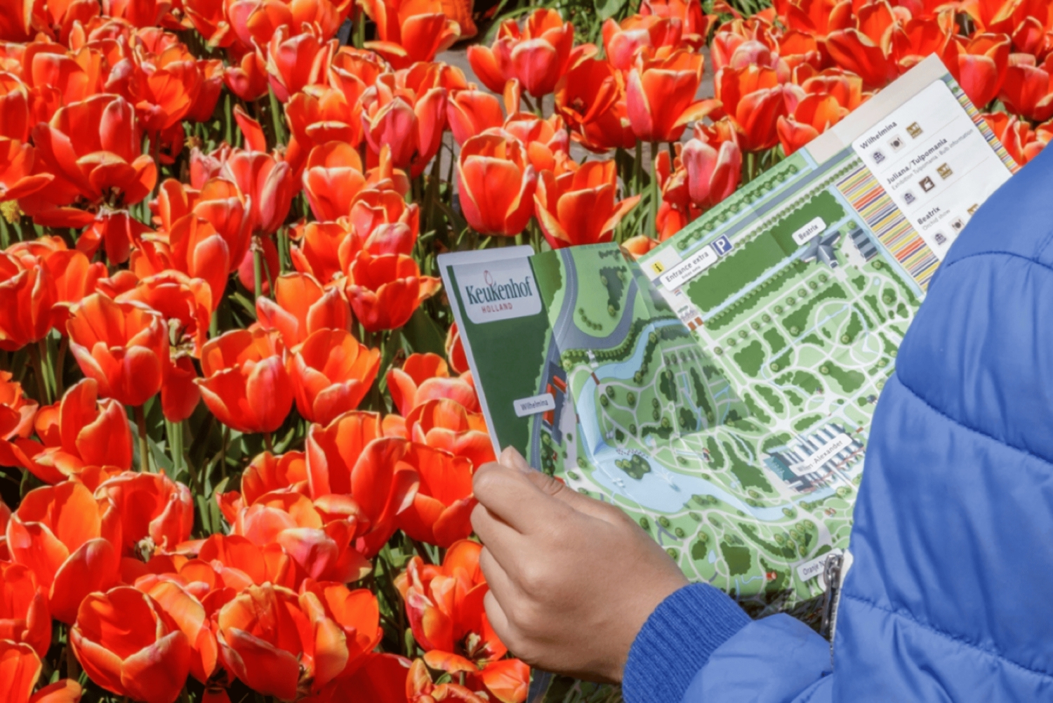 Amsterdam: Keukenhof-hagen og tulipanmarkene – privat tur