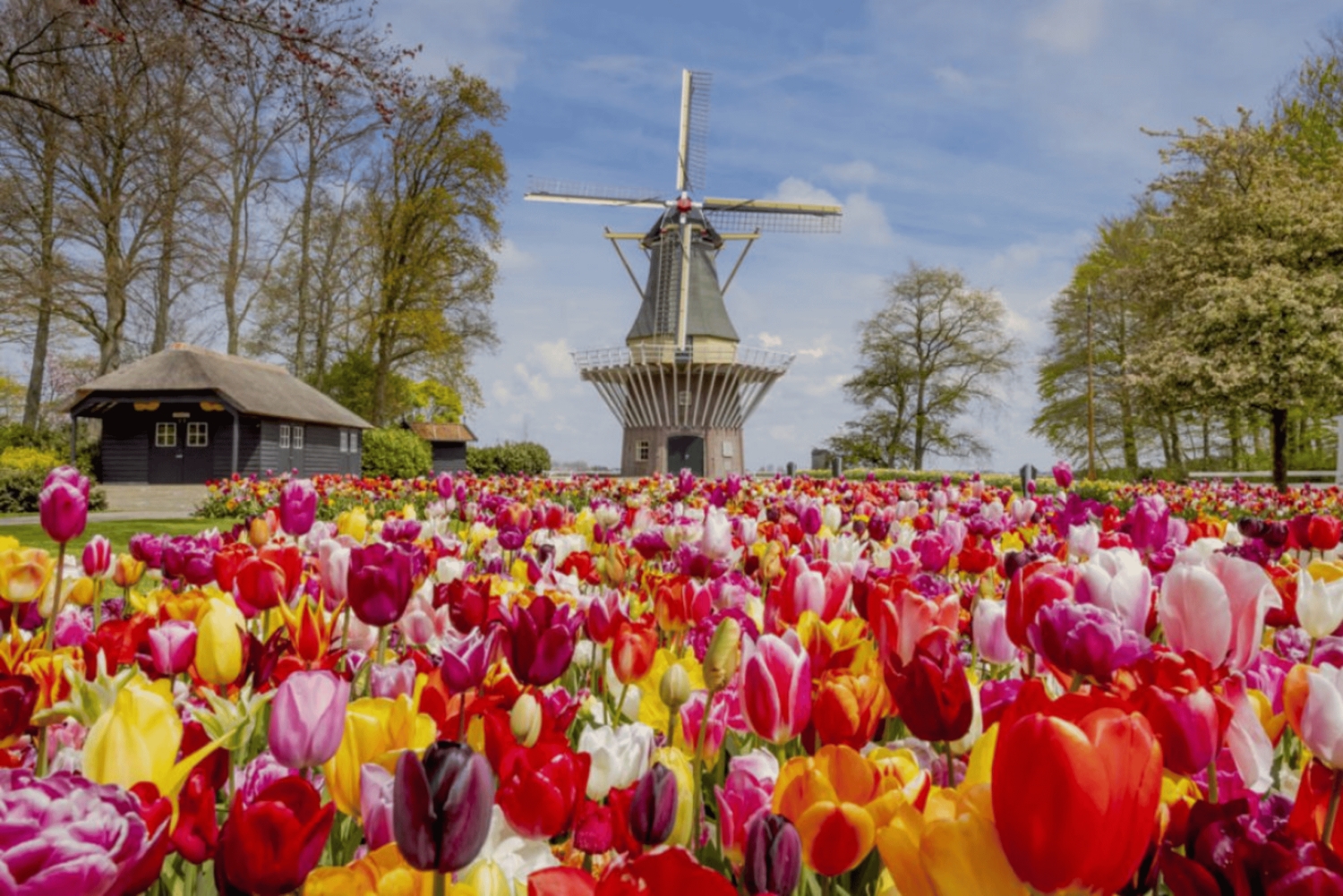 Amsterdam: Keukenhof-hagen og tulipanmarkene – privat tur