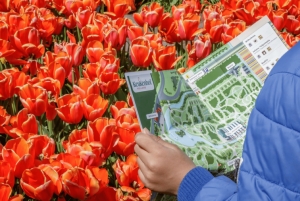 Amsterdam: Keukenhof-hagen og tulipanmarkene – privat tur