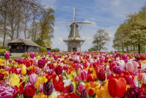 Amsterdam: Keukenhof-hagen og tulipanmarkene – privat tur