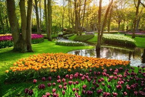 Amsterdam: Keukenhof-hagen og tulipanmarkene – privat tur