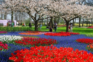 Amsterdam: Biglietto Keukenhof con bus navetta + crociera sul canale